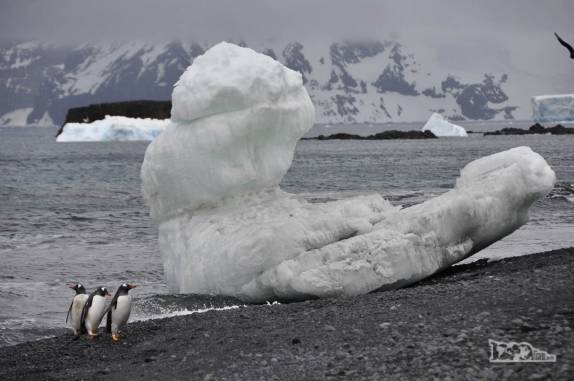 Pinguins gentoo observam um estranho bloco de gelo na praia de Brown Bluff, na Antártida